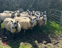 12 BADGER MULE FM EWES & 24 LAMBS - BIDS PER LIFE - 5