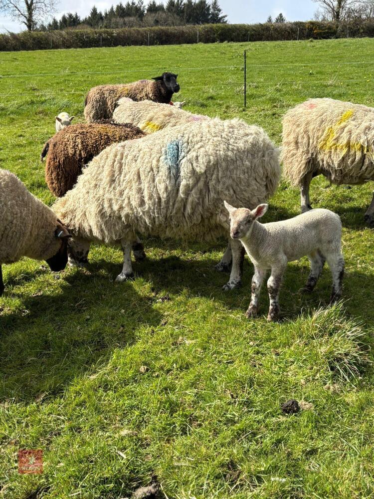 FM MULE EWE WITH RAM LAMB AT FOOT - BIDS FOR THE GROUP