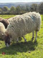 FM MULE EWE WITH RAM LAMB AT FOOT - BIDS FOR THE GROUP - 3