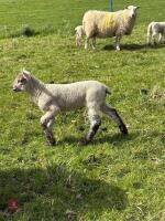 FM MULE EWE WITH RAM LAMB AT FOOT - BIDS FOR THE GROUP - 4