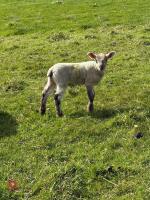 FM MULE EWE WITH RAM LAMB AT FOOT - BIDS FOR THE GROUP - 5