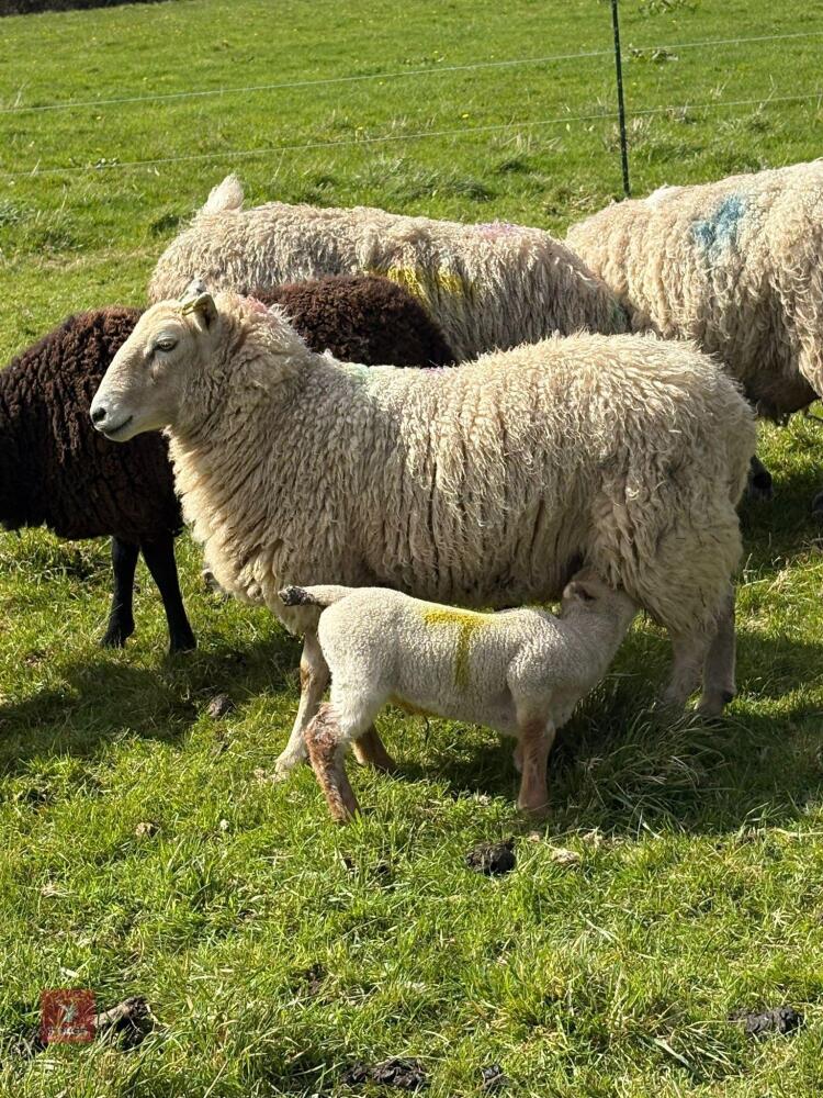 4T CHEVIOT EWE WITH RAM LAMB AT FOOT - BIDS FOR THE GROUP