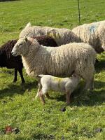4T CHEVIOT EWE WITH RAM LAMB AT FOOT - BIDS FOR THE GROUP