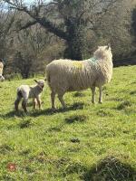 4T CHEVIOT EWE WITH RAM LAMB AT FOOT - BIDS FOR THE GROUP - 2