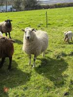 4T CHEVIOT EWE WITH RAM LAMB AT FOOT - BIDS FOR THE GROUP - 3