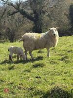 4T CHEVIOT EWE WITH RAM LAMB AT FOOT - BIDS FOR THE GROUP - 4