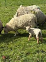 4T CHEVIOT EWE WITH RAM LAMB AT FOOT - BIDS FOR THE GROUP - 5