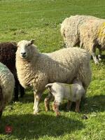 4T CHEVIOT EWE WITH RAM LAMB AT FOOT - BIDS FOR THE GROUP - 6