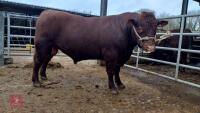 2YO PEDIGREE RED RUBY DEVON BULL