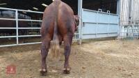 2YO PEDIGREE RED RUBY DEVON BULL - 2