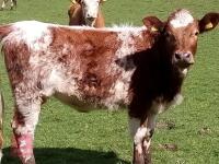 8YO PEDIGREE BEEF SHORTHORN BULL - 5