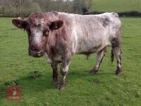 8YO PEDIGREE BEEF SHORTHORN BULL