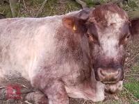 8YO PEDIGREE BEEF SHORTHORN BULL - 2