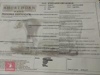 8YO PEDIGREE BEEF SHORTHORN BULL - 6
