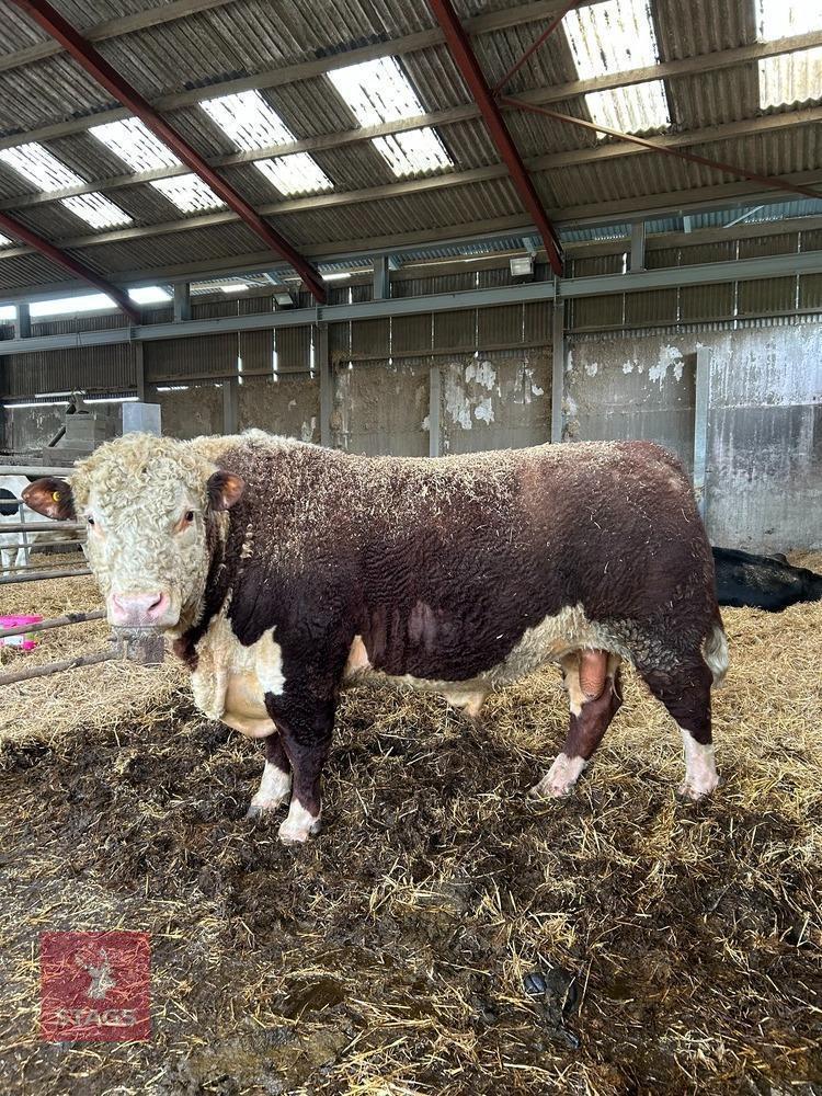 4YO PEDIGREE HEREFORD BULL