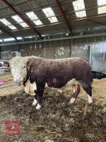4YO PEDIGREE HEREFORD BULL