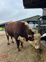 4YO PEDIGREE HEREFORD BULL - 4