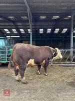 4YO PEDIGREE HEREFORD BULL - 5