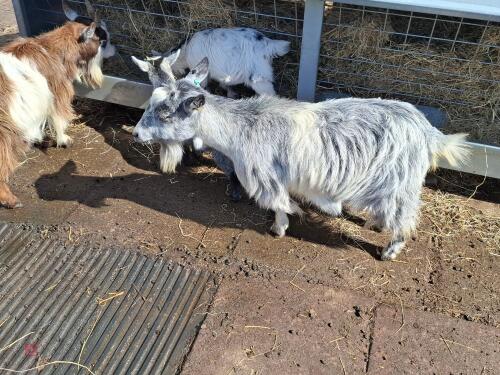 2 X 6YO PEDIGREE PYGMY NANNY GOATS - BIDS PER LIFE