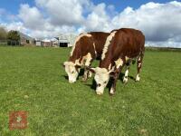 2 X 15MO HEREFORD X HEIFERS - BIDS PER LIFE
