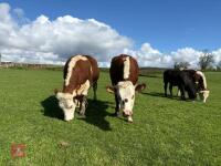 2 X 15MO HEREFORD X HEIFERS - BIDS PER LIFE - 2