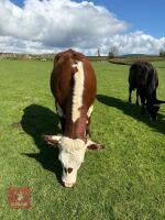 2 X 15MO HEREFORD X HEIFERS - BIDS PER LIFE - 3