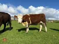 2 X 15MO HEREFORD X HEIFERS - BIDS PER LIFE - 6