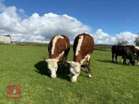2 X 15MO HEREFORD X HEIFERS - BIDS PER LIFE - 7