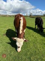 2 X 15MO HEREFORD X HEIFERS - BIDS PER LIFE - 12