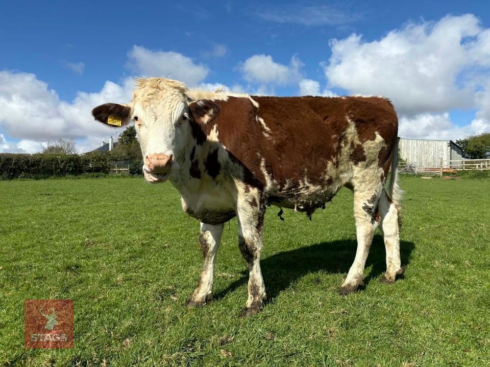 1YO HEREFORD X STEER