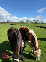 1YO HEREFORD X STEER - 3