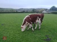 1YO HEREFORD X STEER - 4