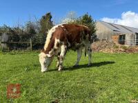 1YO HEREFORD X STEER - 5