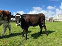 1YO ANGUS X HEIFER