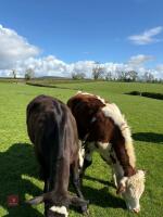 1YO ANGUS X HEIFER - 2
