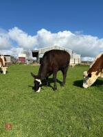 1YO ANGUS X HEIFER - 3
