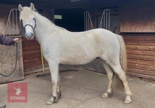 3YO 14HH CONNEMARA GELDING