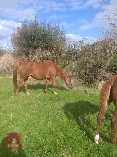 11YO 16HH THOROUGHBRED BROODMARE