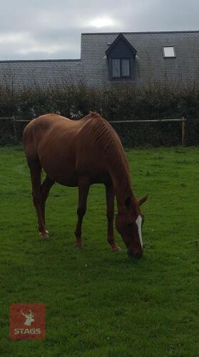 13YO 16.2HH THOROUGHBRED BROODMARE