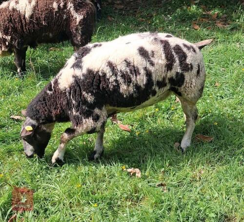 PEDIGREE DUTCH SPOTTED EWE HOGG