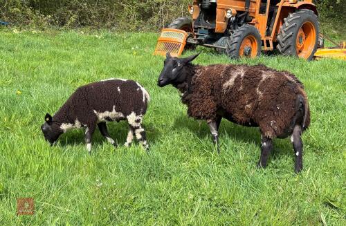 3YO DUTCH SPOTTED EWE & RAM LAMB AT FOOT - BIDS FOR THE GROUP