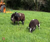 3YO DUTCH SPOTTED EWE & RAM LAMB AT FOOT - BIDS FOR THE GROUP - 2