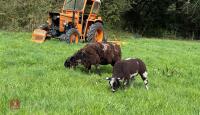3YO DUTCH SPOTTED EWE & RAM LAMB AT FOOT - BIDS FOR THE GROUP - 3