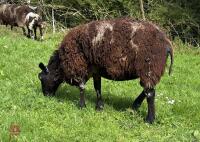 3YO DUTCH SPOTTED EWE & RAM LAMB AT FOOT - BIDS FOR THE GROUP - 4
