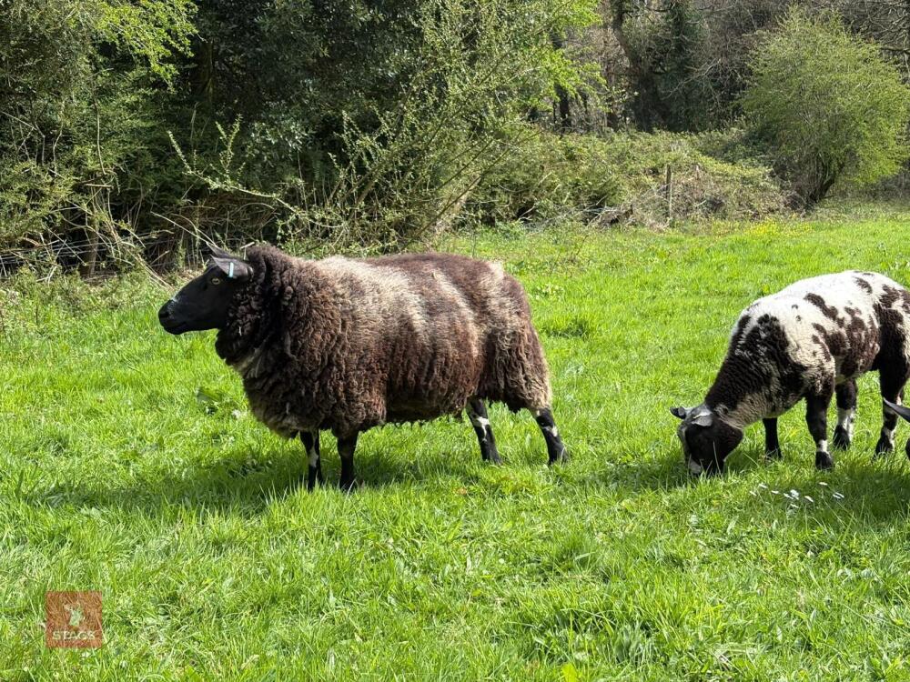 6YO DUTCH SPOTTED EWE & RAM LAMB AT FOOT - BIDS FOR THE GROUP