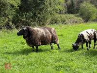 6YO DUTCH SPOTTED EWE & RAM LAMB AT FOOT - BIDS FOR THE GROUP