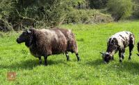 6YO DUTCH SPOTTED EWE & RAM LAMB AT FOOT - BIDS FOR THE GROUP - 2