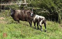 6YO DUTCH SPOTTED EWE & RAM LAMB AT FOOT - BIDS FOR THE GROUP - 3