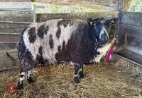 6YO MV ACCREDITED DUTCH SPOTTED EWE