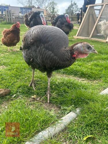 BREEDING PAIR OF SUFFOLK BRONZE TURKEYS - BIDS PER LIFE